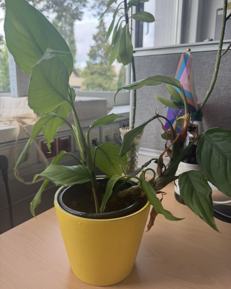 image of a plant in a yellow pot 
